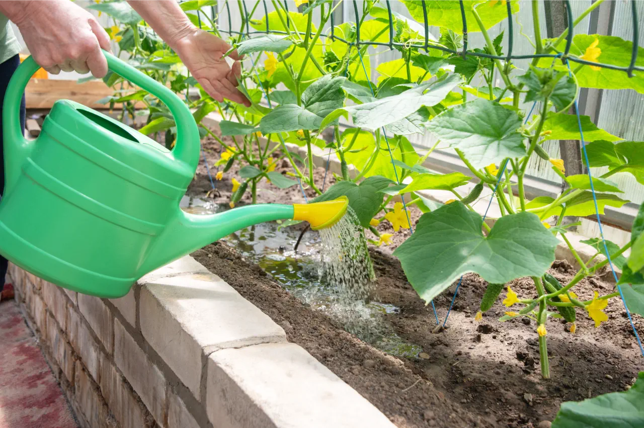 Improve your Harvest: How to Feed Cucumber Plants